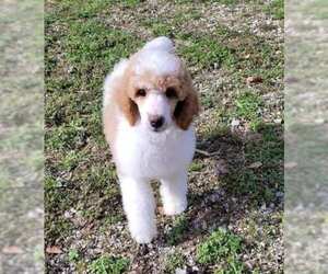 Poodle (Standard) Dogs for adoption in Scottsboro, AL, USA