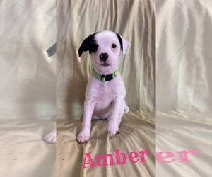 Mutt Dogs for adoption in Fenton, MO, USA