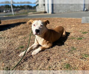 American Pit Bull Terrier-Unknown Mix Dogs for adoption in Charlotte, NC, USA