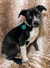 Medium Photo #1 American Pit Bull Terrier-Border Collie Mix Puppy For Sale in Nashville, TN, USA