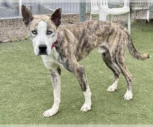 Mutt Dogs for adoption in Martinez, CA, USA