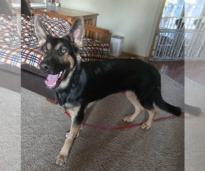 German Shepherd Dog Dogs for adoption in Hinckley, IL, USA
