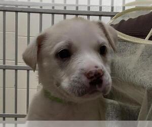 American Pit Bull Terrier-Unknown Mix Dogs for adoption in Pueblo, CO, USA