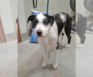 Mutt Dogs for adoption in Upland, CA, USA