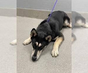 German Shepherd Dog-Unknown Mix Dogs for adoption in Las Vegas, NV, USA