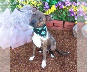 Mutt Dogs for adoption in Oklahoma City, OK, USA