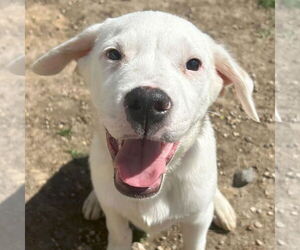 Labrador Retriever Dogs for adoption in Jefferson, WI, USA