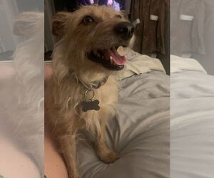 Norfolk Terrier Dogs for adoption in Rosenberg, TX, USA
