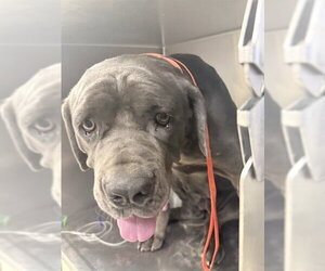 Mutt Dogs for adoption in Riverside, CA, USA