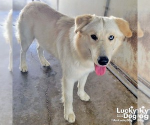 Carolina Dog-Huskies  Mix Dogs for adoption in Washington, DC, USA