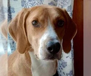 Mutt Dogs for adoption in Spring Lake, NC, USA