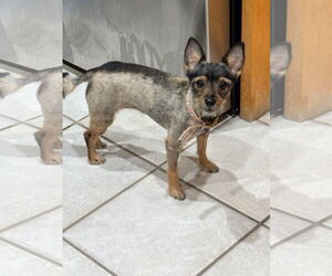 Mutt Dogs for adoption in Morganville, NJ, USA