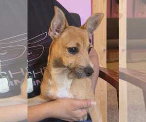 Chihuahua-Norfolk Terrier Mix Dogs for adoption in Middlesex, VT, USA