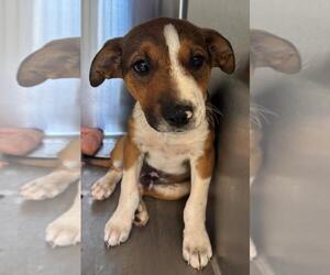 American Pit Bull Terrier-Unknown Mix Dogs for adoption in Salisbury, NC, USA