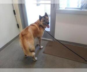 Akita Dogs for adoption in West Valley, UT, USA