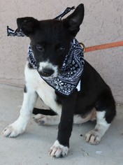 Borador Dogs for adoption in Lytle, TX, USA
