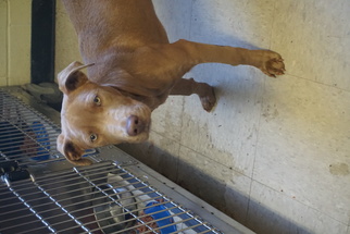 Labmaraner Dogs for adoption in Monroeville, AL, USA