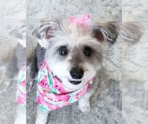- Mix Dogs for adoption in Oakhurst, NJ, USA
