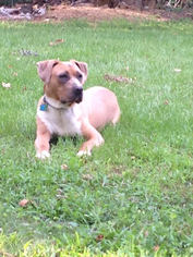 Medium Photo #1 Boxer-Unknown Mix Puppy For Sale in Mt. Laurel, NJ, USA
