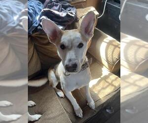 Siberian Husky-Unknown Mix Dogs for adoption in San Antonio, TX, USA