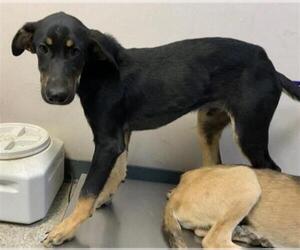 German Shepherd Dog-Unknown Mix Dogs for adoption in Visalia, CA, USA