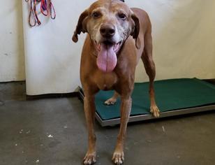 Vizsla Dogs for adoption in Camarillo, CA, USA