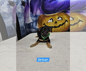 Dachshund-Unknown Mix Dogs for adoption in Metairie, LA, USA