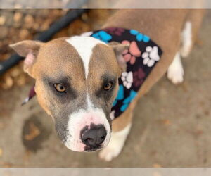 Mutt Dogs for adoption in Tulsa, OK, USA