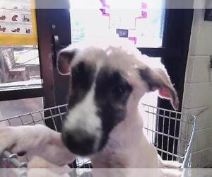 Anatolian Shepherd-Unknown Mix Dogs for adoption in Tulsa, OK, USA