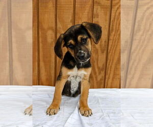 Beagle-Unknown Mix Dogs for adoption in Mt. Laurel, NJ, USA
