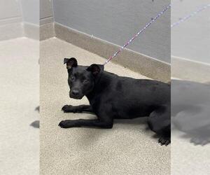 Labrador Retriever-Unknown Mix Dogs for adoption in Las Vegas, NV, USA