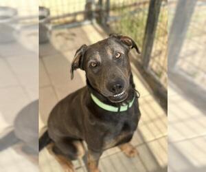 Labrador Retriever Dogs for adoption in Santa Maria, CA, USA
