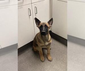 German Shepherd Dog-Unknown Mix Dogs for adoption in HESPERIA, CA, USA