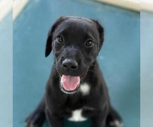 Labrador Retriever-Unknown Mix Dogs for adoption in Yardley, PA, USA