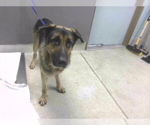 German Shepherd Dog-Unknown Mix Dogs for adoption in Tallahassee, FL, USA