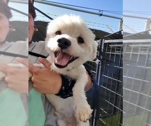 Poodle (Miniature)-Unknown Mix Dogs for adoption in San Pablo, CA, USA