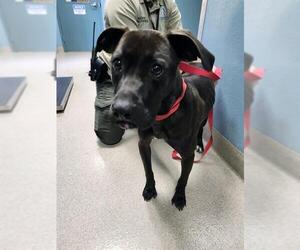 Labrador Retriever-Unknown Mix Dogs for adoption in Newton, NC, USA