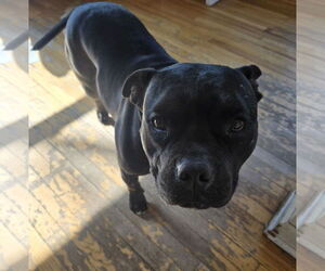 American Pit Bull Terrier Dogs for adoption in Cliffwood, NJ, USA