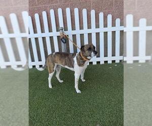 American Pit Bull Terrier-Unknown Mix Dogs for adoption in Modesto, CA, USA