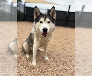 Siberian Husky Dogs for adoption in Brighton, CO, USA