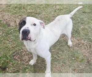 American Bulldog Dogs for adoption in Texas City, TX, USA