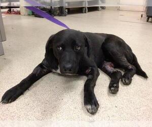 Labrador Retriever-Unknown Mix Dogs for adoption in Riverside, CA, USA