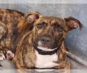 American Staffordshire Terrier Dogs for adoption in Tavares, FL, USA