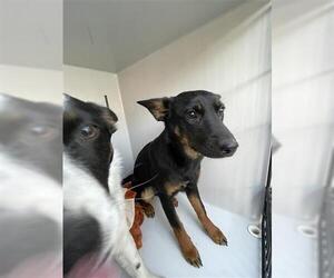 Australian Kelpie-Unknown Mix Dogs for adoption in Houston, TX, USA