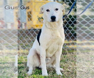 Borador Dogs for adoption in East Derry, NH, USA