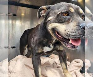 American Staffordshire Terrier-Unknown Mix Dogs for adoption in San Antonio, TX, USA