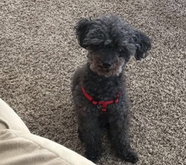 Poodle (Toy) Dogs for adoption in Alexandria, KY, USA