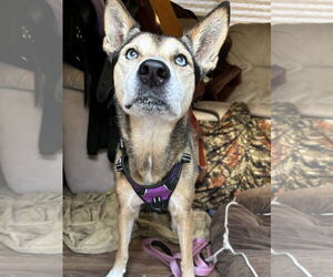 Huskies -Unknown Mix Dogs for adoption in Royal Palm Beach, FL, USA