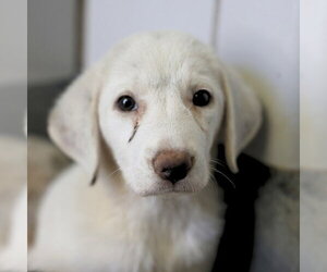 Labrador Retriever Dogs for adoption in San Antonio, TX, USA