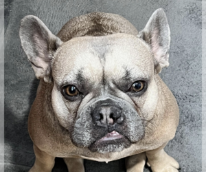 French Bulldog Dogs for adoption in San Ramon, CA, USA